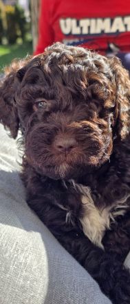 Lagotto Romagnolo