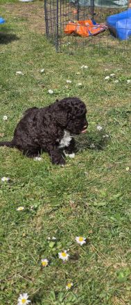 Lagotto Romagnolo