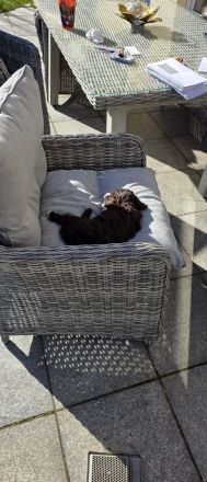 Lagotto Romagnolo