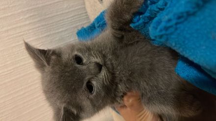 Liebevolle Kätzchen suchen ein neues Zuhause