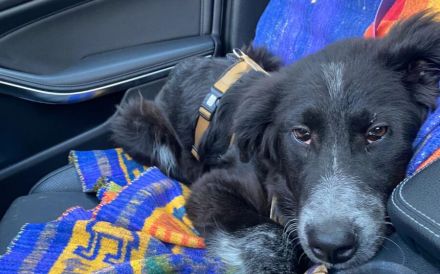 Wer schenkt Fräulein Menke sein Herz und ein liebevolles Für-Immer-Zuhause?