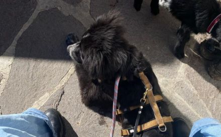 Wer schenkt Fräulein Menke sein Herz und ein liebevolles Für-Immer-Zuhause?