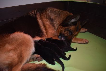 Sehr schöne Deutsche Schäferhundwelpen aus Kör- und Leistungszucht!