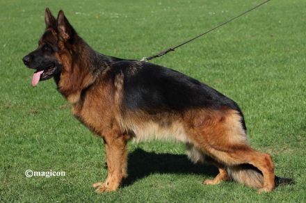 Sehr schöne Deutsche Schäferhundwelpen aus Kör- und Leistungszucht!