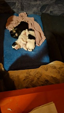 Löwchenwelpen mit VDH/FCI Papieren