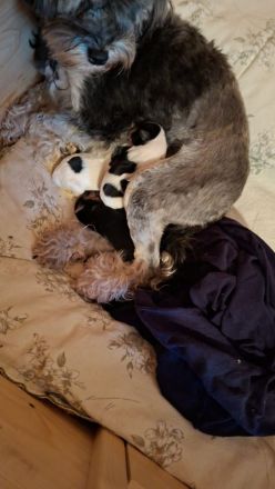 Löwchenwelpen mit VDH/FCI Papieren