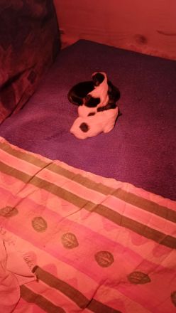 Löwchenwelpen mit VDH/FCI Papieren