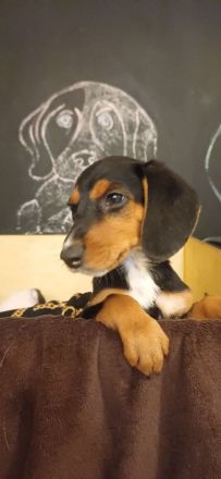 Wunderschöne Bracken Welpen ,