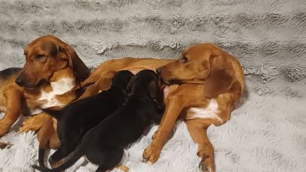 Wunderschöne Bracken Welpen ,