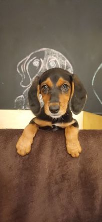 Wunderschöne Bracken Welpen ,