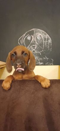 Wunderschöne Bracken Welpen ,