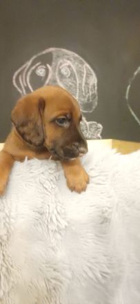 Wunderschöne Bracken Welpen ,