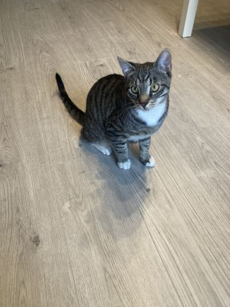 Junger Kater zu verkaufen – verspielt & kinderlieb