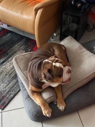 Biete meinen Wunderschönen OEB in  Chocolate Tricolor als  Deckrüde an zum Decken kein Verkauf !!