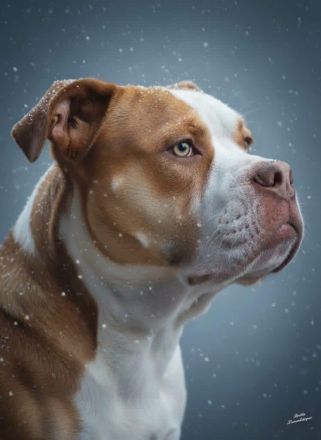 Biete meinen Wunderschönen OEB in  Chocolate Tricolor als  Deckrüde an zum Decken kein Verkauf !!