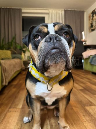 Biete meinen Wunderschönen OEB in  Chocolate Tricolor als  Deckrüde an zum Decken kein Verkauf !!
