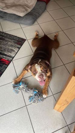 Biete meinen Wunderschönen OEB in  Chocolate Tricolor als  Deckrüde an zum Decken kein Verkauf !!