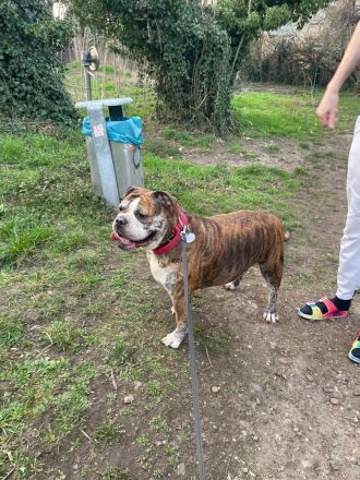 Biete meinen Wunderschönen OEB in  Chocolate Tricolor als  Deckrüde an zum Decken kein Verkauf !!