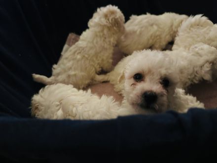 Wunderschöne Bichon Frisé Welpen