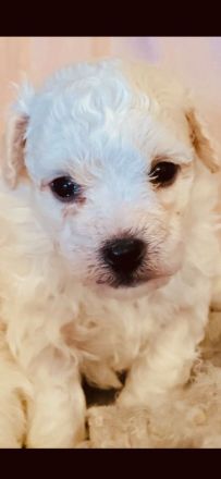 Wunderschöne Bichon Frisé Welpen