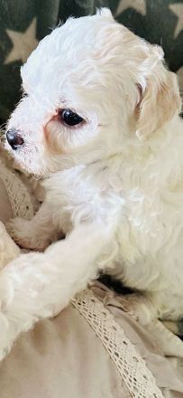 Wunderschöne Bichon Frisé Welpen