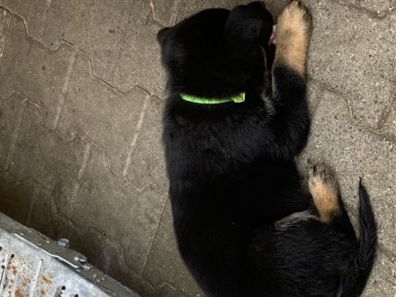 Schäferhund Welpen Mix