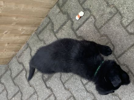 Schäferhund Welpen Mix