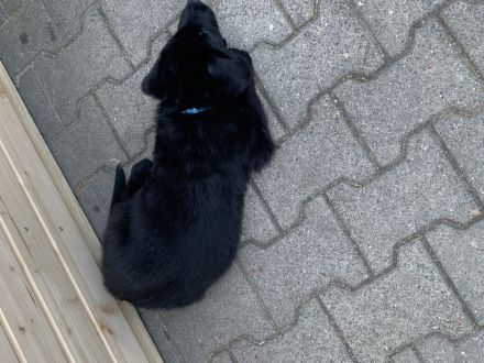 Schäferhund Welpen Mix