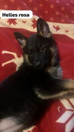 Schäferhund Welpen Mix