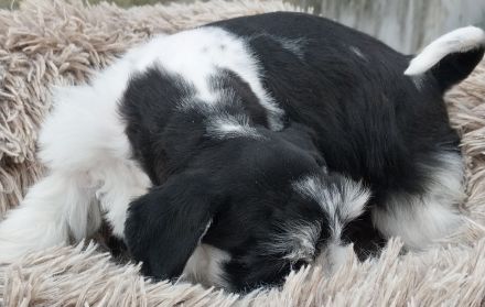 Zwergschnauzer AMS
