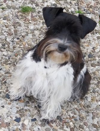 Zwergschnauzer AMS