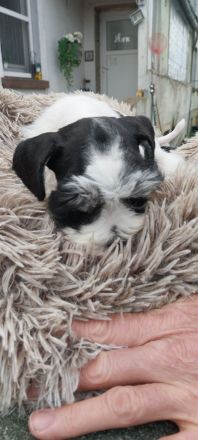 Zwergschnauzer AMS