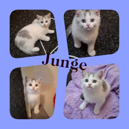 Bkh reinrassige Kitten