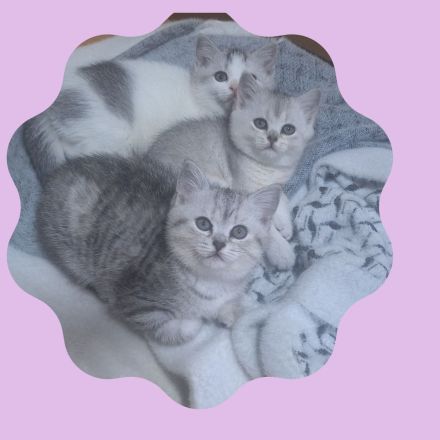 Bkh reinrassige Kitten