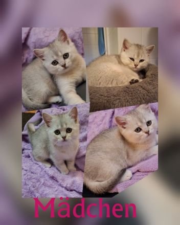 Bkh reinrassige Kitten