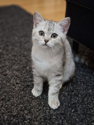Bkh reinrassige Kitten