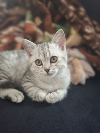 Bkh reinrassige Kitten