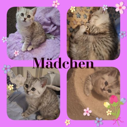 Bkh reinrassige Kitten