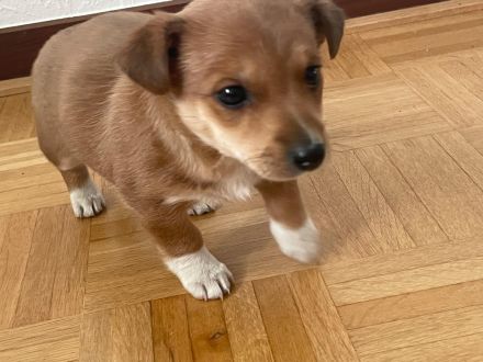 Süße Jack Russell / Mini Pinscher Mix Welpe suchen liebevolles Zuhause