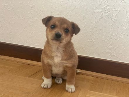 Süße Jack Russell / Mini Pinscher Mix Welpe suchen liebevolles Zuhause