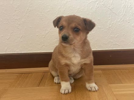 Süße Jack Russell / Mini Pinscher Mix Welpe suchen liebevolles Zuhause
