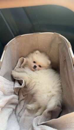 Pomeranien Hündin , Welpe Weiß