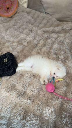 Pomeranien Hündin , Welpe Weiß