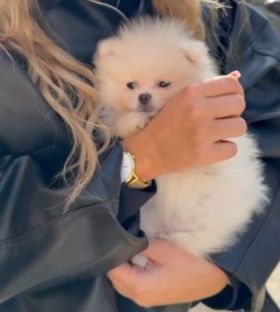 Pomeranien Hündin , Welpe Weiß