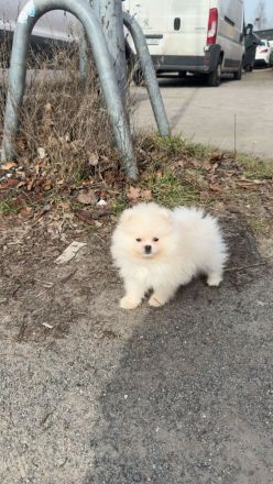 Pomeranien Hündin , Welpe Weiß
