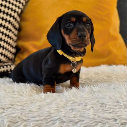 Kurzhaariger Zwergdackel