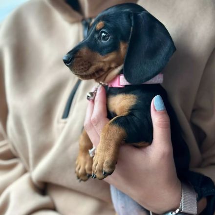 Kurzhaariger Zwergdackel