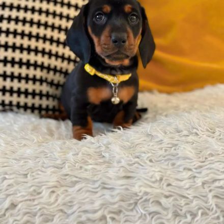 Kurzhaariger Zwergdackel