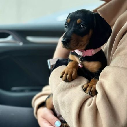 Kurzhaariger Zwergdackel