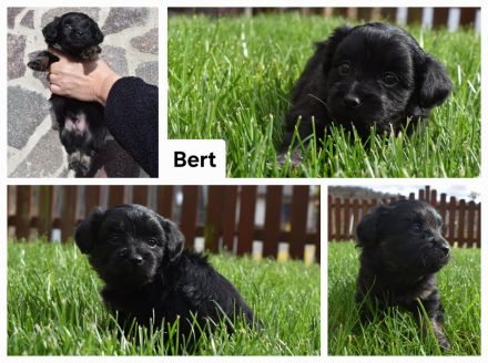 Bolonka Zwetna Welpen Hündin und Rüden – mit Ahnentafel